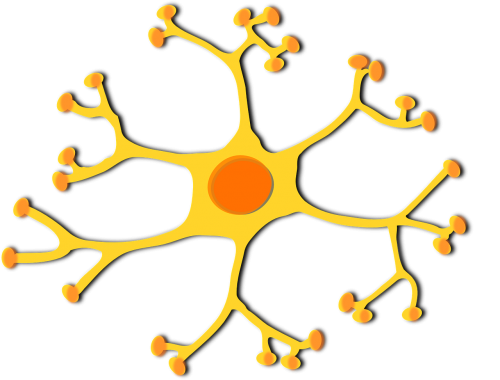 neuron cell nucleus