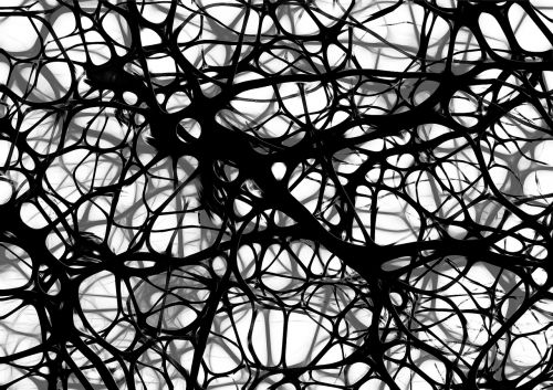 neurons brain cells brain structure