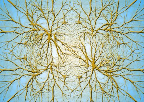 neurons brain cells brain structure