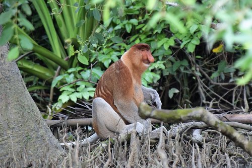 neusaap  borneo  proboscus