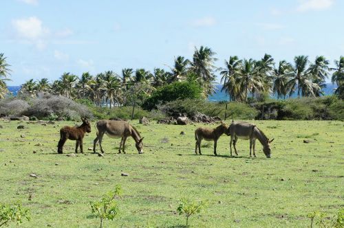 nevis st kitts caribbean island