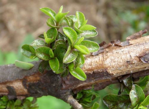 new shoots on branch