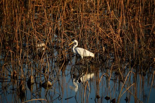 new stork birds