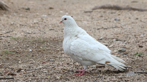 new  nature  feathers