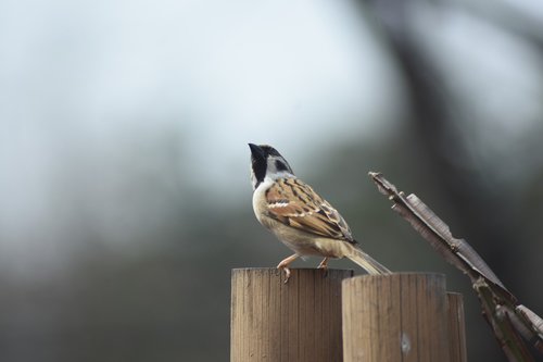 new  nature  sparrow