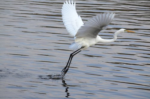 new  wildlife  the body of water