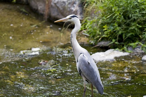 new  river  animal