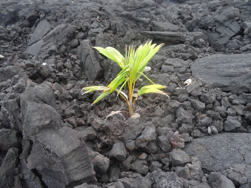 new beginning lava nature