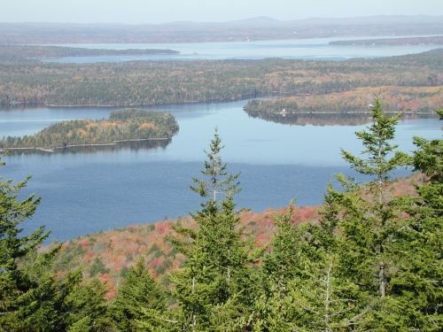 new england trees forest