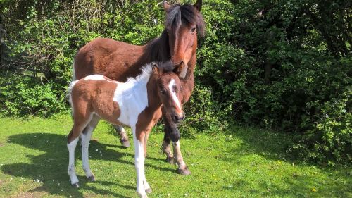 new forest ponies pony mother and foal