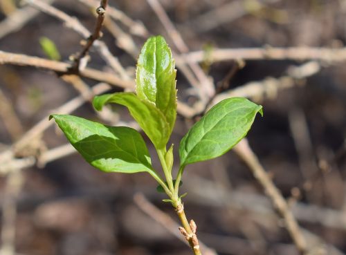 new forsythia leaves forsythia shrub
