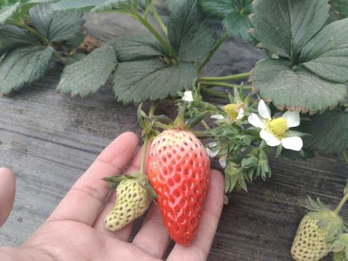 new green pollution-free strawberry