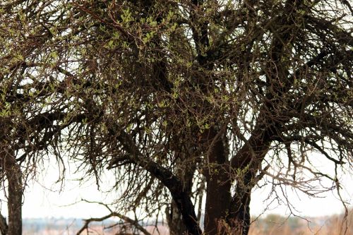 New Green Leaves On Tree