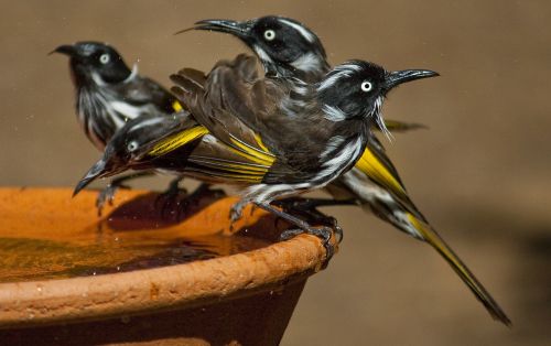 new holland honeyeater aussie birds honeyeater