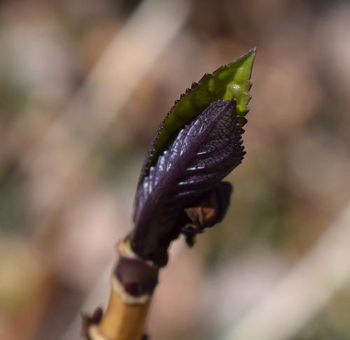 new hydrangea leaves leaves plant