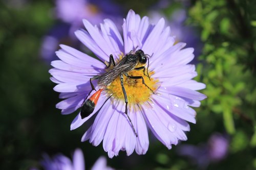 new insect  flower