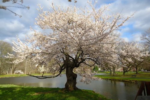 new jersey spring nature