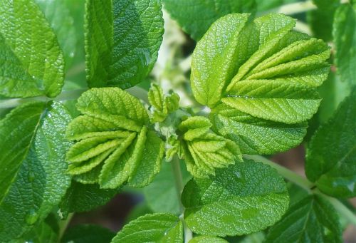 new leaves rugosa rose rose