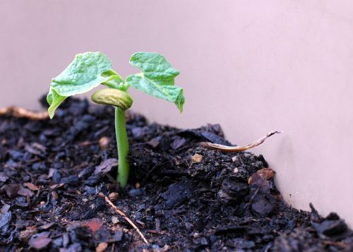 new life bean plant vegetable