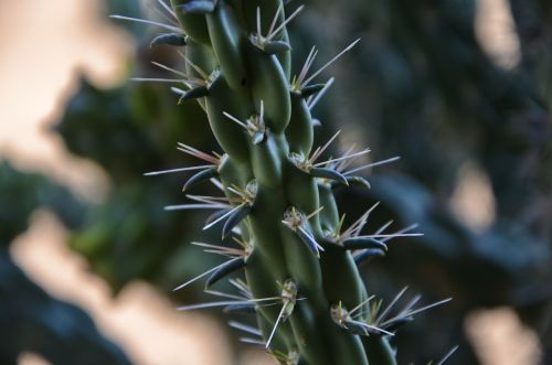 new mexico cactus cactus cactus needle