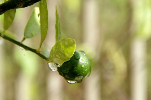 New Plant With Water Drops