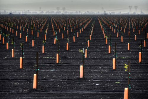 New Plants In A Field