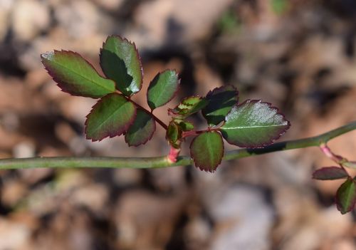 new rose leaves rose leaves