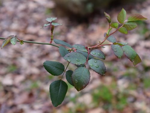 new rose leaves rain raindrops