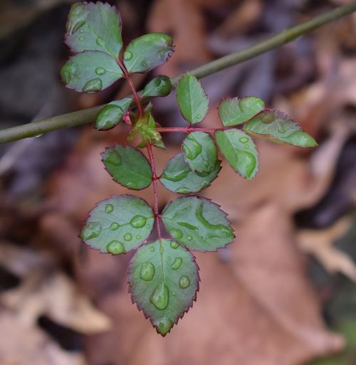 new rose leaves rain raindrops