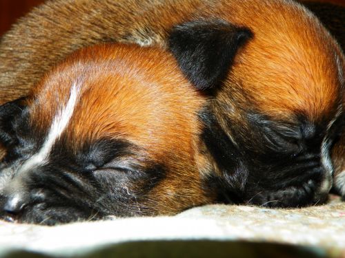 New Tiny Boxer Puppies