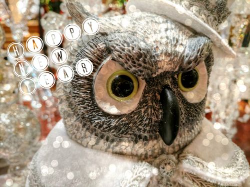 New Year Owl