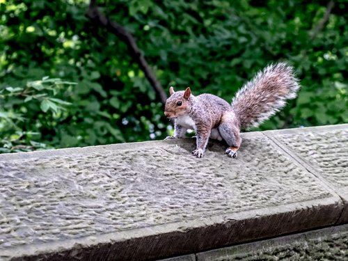 new york  central park  squirrel