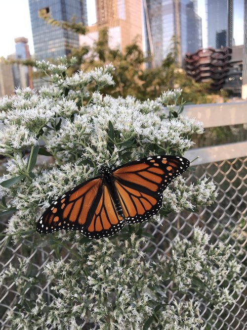 new york  butterfly  monarch
