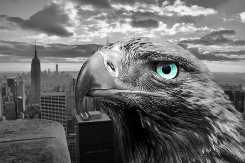 new york  eagle  city