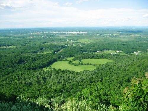 new york landscape trees