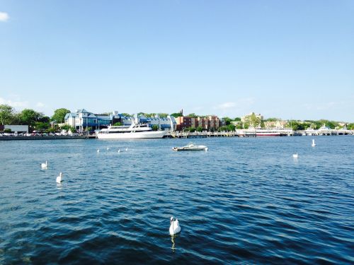 new york lake animals