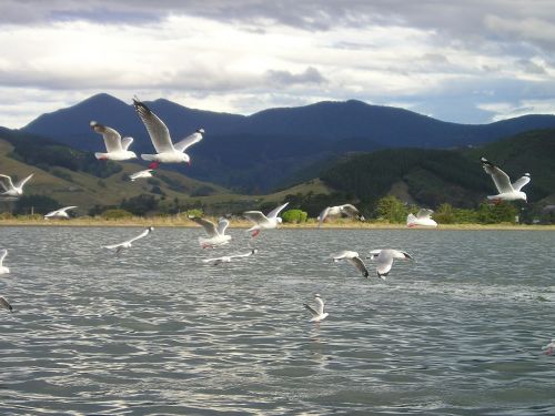 new zealand gulls fly