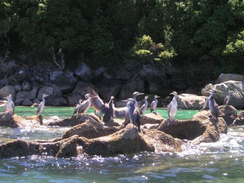 new zealand birds sea