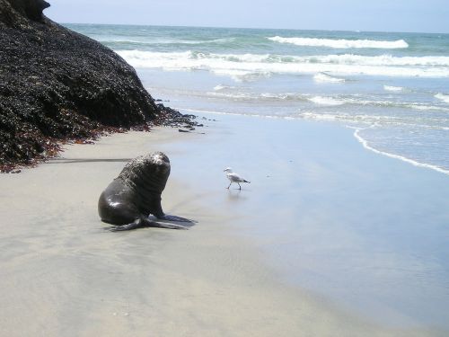 new zealand seal south island