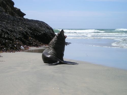 new zealand seal south island