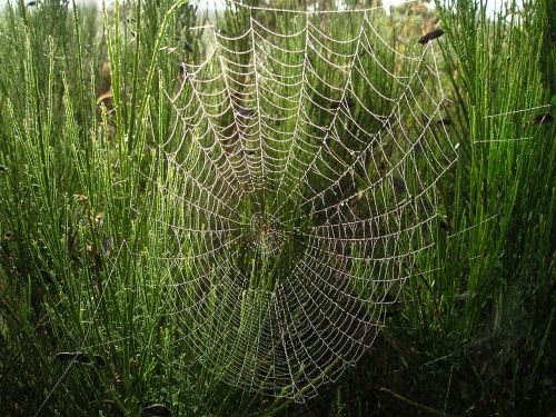 new zealand cobweb nature