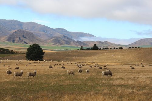 new zealand sheep autumn