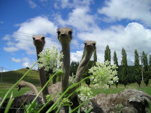 new zealand bouquet ostrich farm