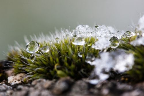 new zealand moss winter