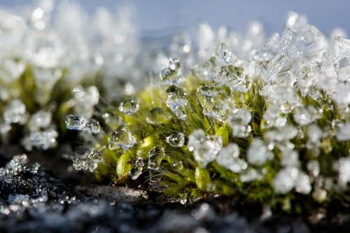 new zealand moss winter
