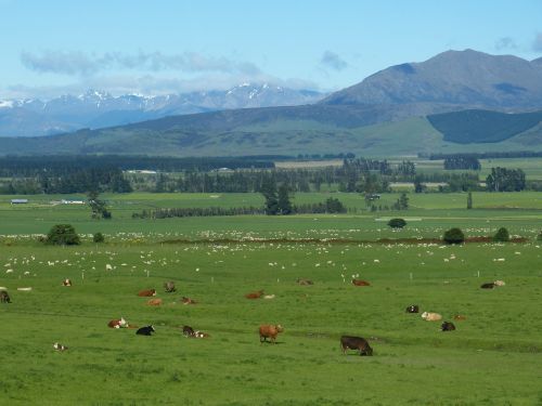 new zealand landscape agriculture