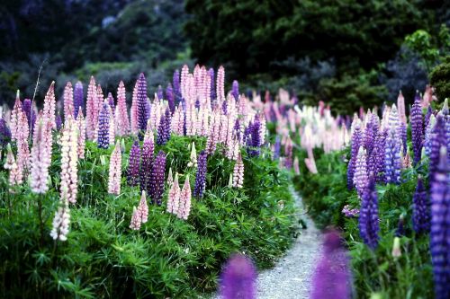 new zealand flowers lupins