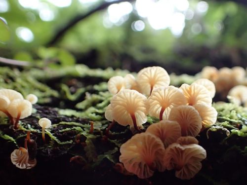 new zealand coromandel forest park bush fungi
