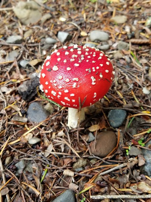 new zealand red mushroom red