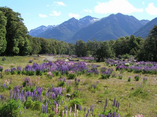 new zealand new zealand